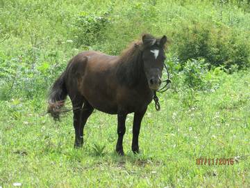 Log Cabin for 3 Guests in Kentucky, USA, Picture 4