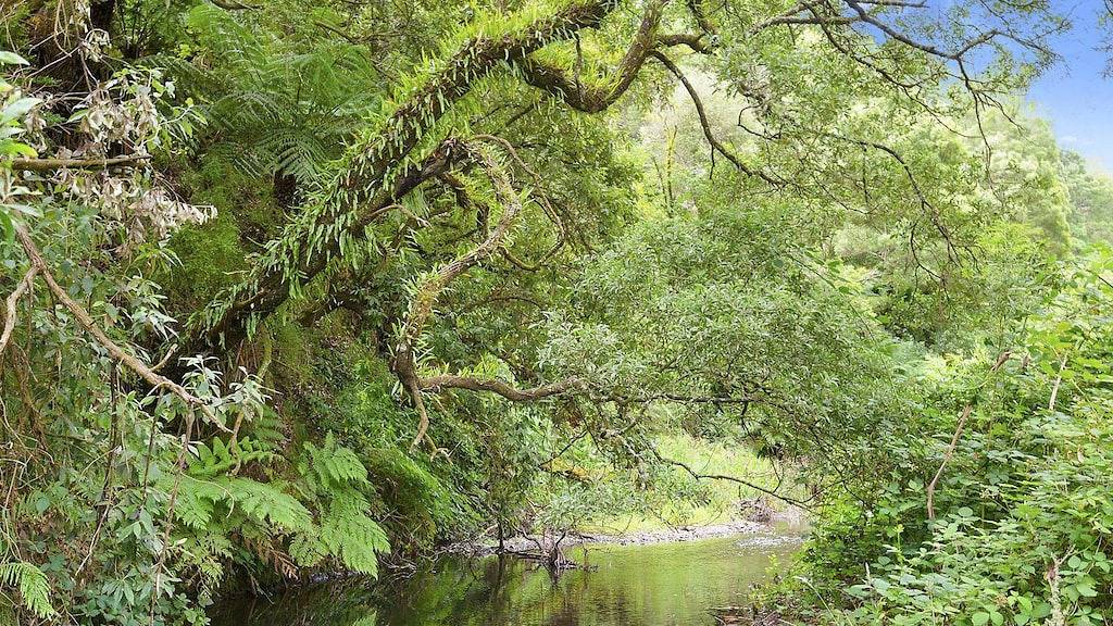 Ein Wenig Paradiseinsatz - Erstaunliche Weitere Einstellungen in Skenes Creek, Colac Otway Shire