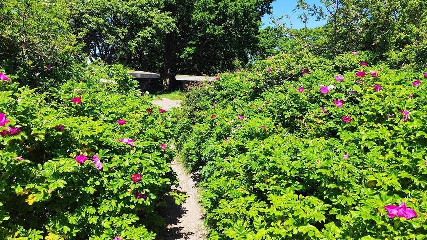 Ferienhaus für 7 Personen, mit Whirlpool und Sauna sowie Garten in Grønninghoved Strand - 4
