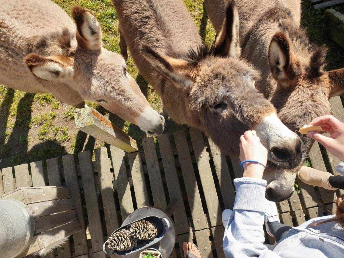 Tente Au Plus Proche Des Ânes in Bressuire, Deux-Sèvres