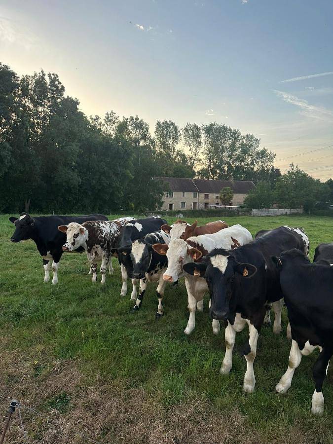 Location de vacances pour 14 personnes, avec jardin et vue, animaux acceptés à Marchésieux - 3