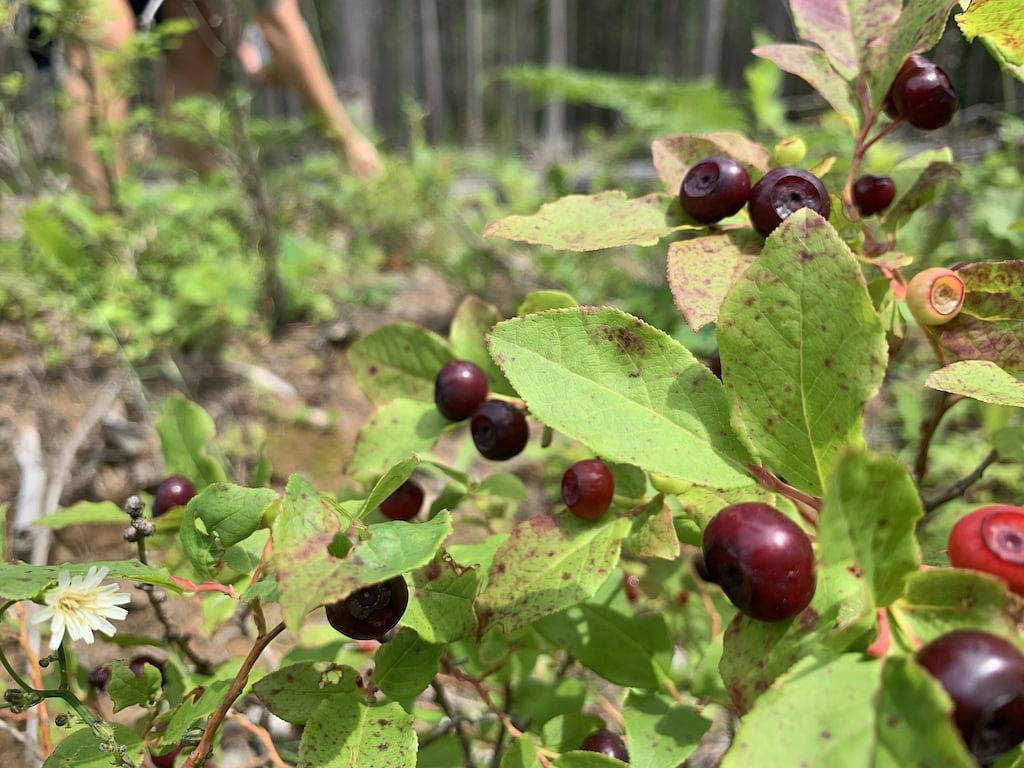 Very open, beautiful and cozy one level, 3 bed, 2 bath Cabin all on One Level. in Priest Lake