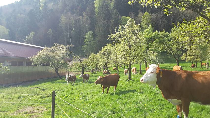 Ganze Ferienwohnung, Unterulpointhof - Ferienwohnung Heuberg, bis 4 Personen, 55 qm, 2. Og, 2 sep. Schlafzimmer in Bad Feilnbach, Bayerische Alpen