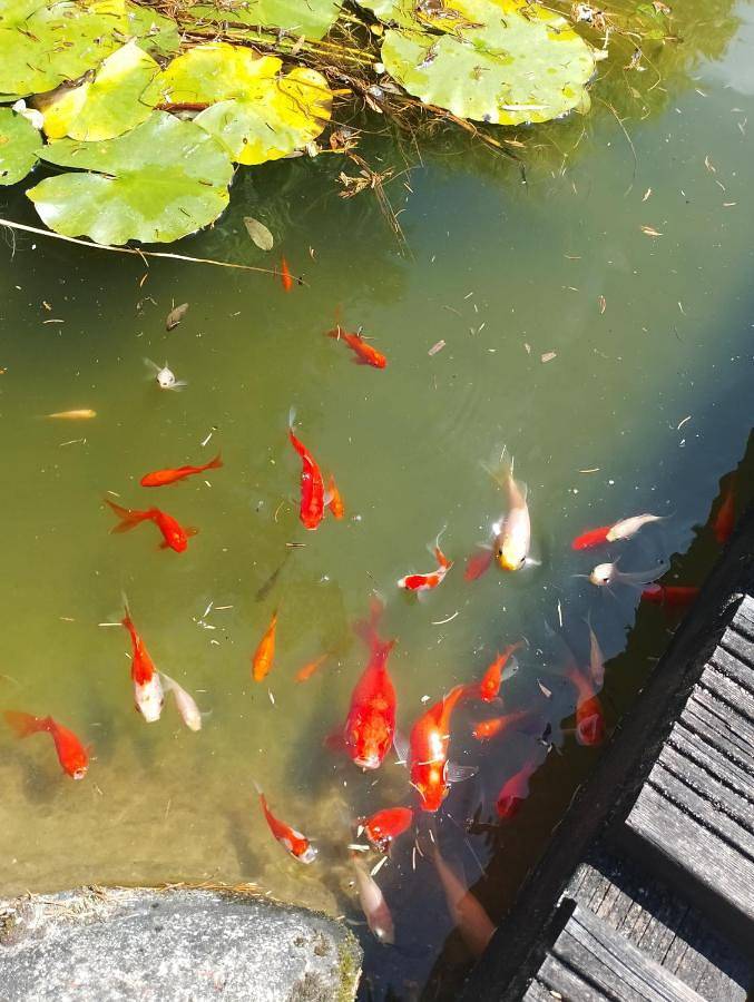 Casa rural para 4 personas, con terraza además de vistas y piscina en Mondariz - 3