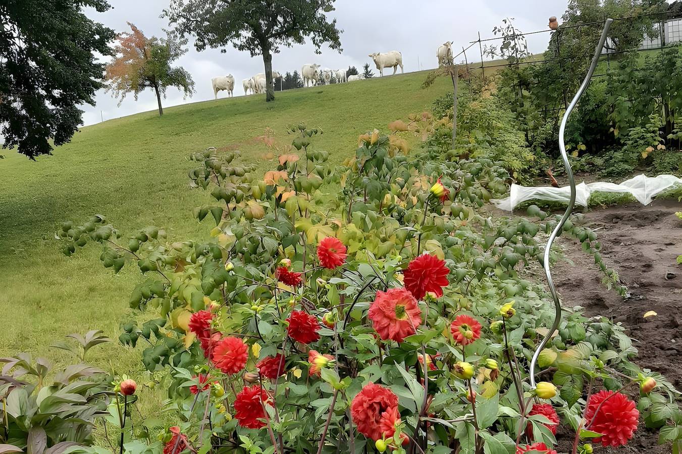 Ganze Wohnung, Ferienwohnung (Ferienhaus), ideal für Familien, nahe dem Schluchsee in Schluchsee, Südschwarzwald