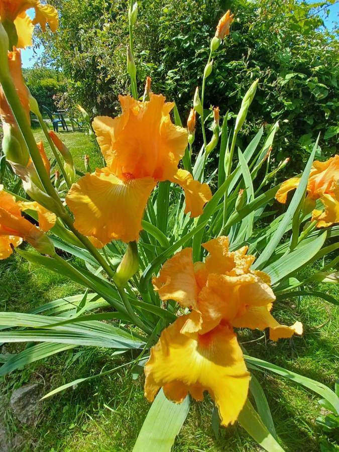 Chambre d’hôte pour 7 personnes, avec jardin en Cotes-d'Armor - 4
