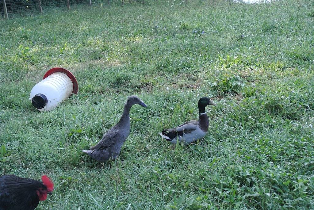 Cabin for 10 Guests in Rockbridge County