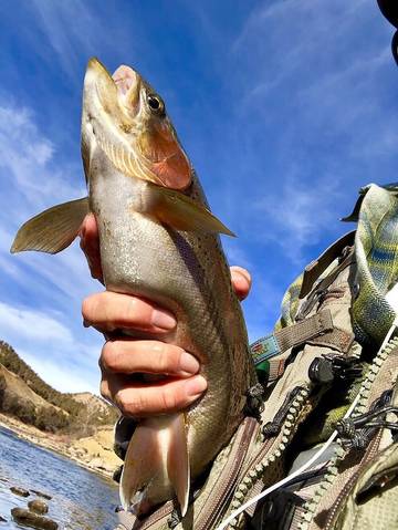 Vacation House for 6 Guests in San Juan National Forest, La Plata County, Picture 4