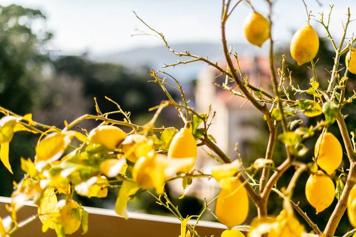 Gîte pour 4 personnes, avec terrasse, animaux acceptés dans Cap d’Antibes - 4