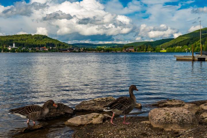 Apartamento vacacional entero, Apartamento de vacaciones para 2 personas con balcón in Titisee-Neustadt, Selva Negra (zona sur)