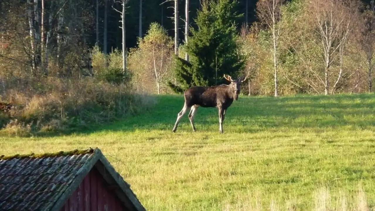 Hus för 8 Personer med terass in Jämtland