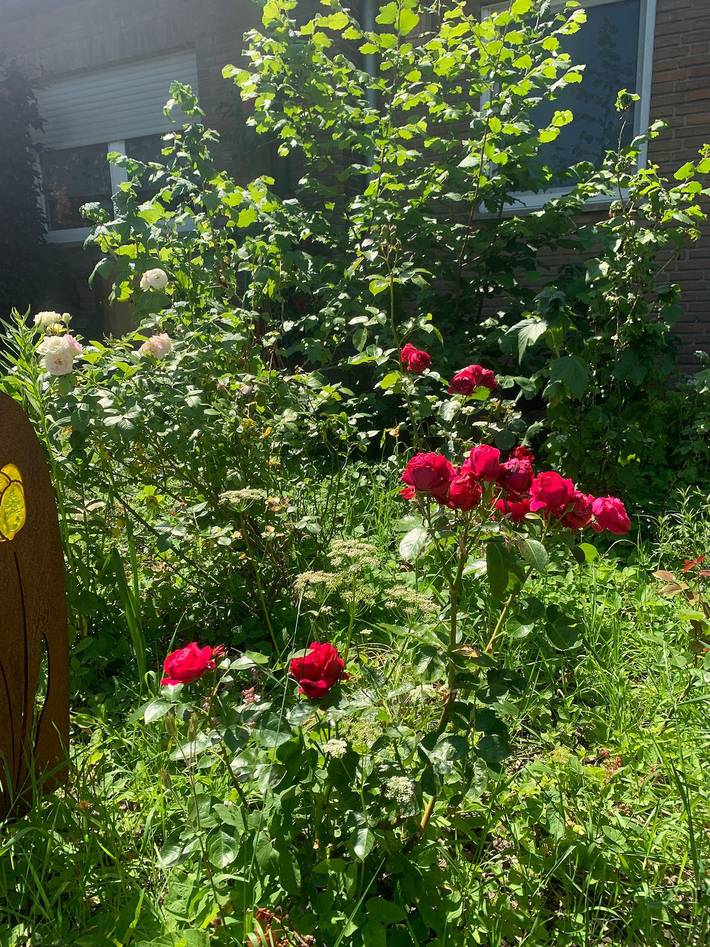 Ferienhaus für 3 Personen, mit Terrasse und Garten, mit Haustier in Nordrhein-Westfalen - 3