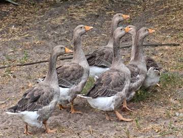 Ferienhaus für 6 Personen in Oeversee, Eider-Treene-Sorge, Bild 4
