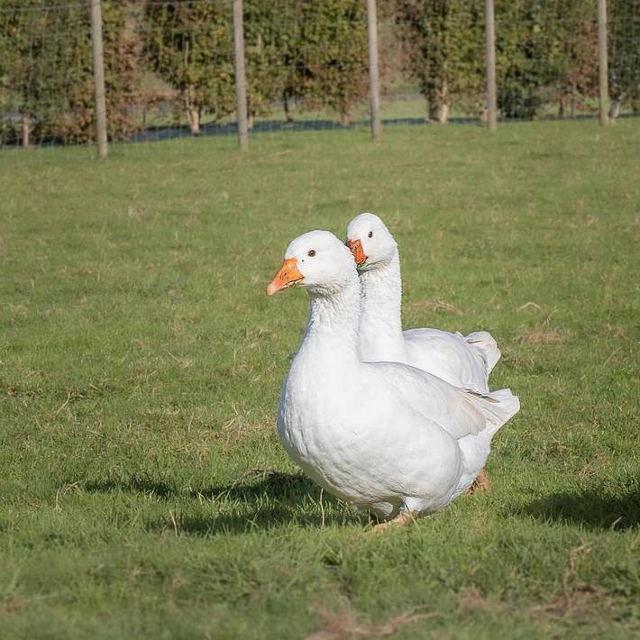 Gîte pour 2 personnes, avec jardin et piscine à Fiennes (homonymie) - 4