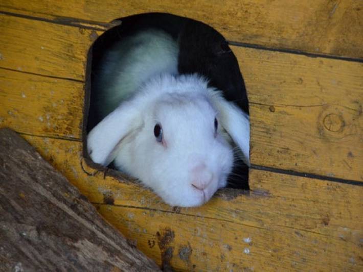 Ferienhaus für 6 Personen, mit Sauna und Garten in Mittelholstein - 4