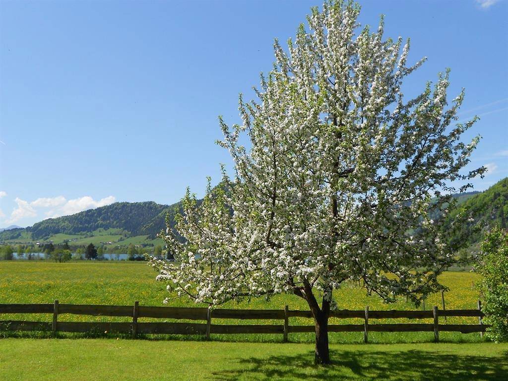 Ganze Ferienwohnung, App."3" -1 Schlafraum/Dusche, Wc,Terrass in Kössen, Kaiserwinkl