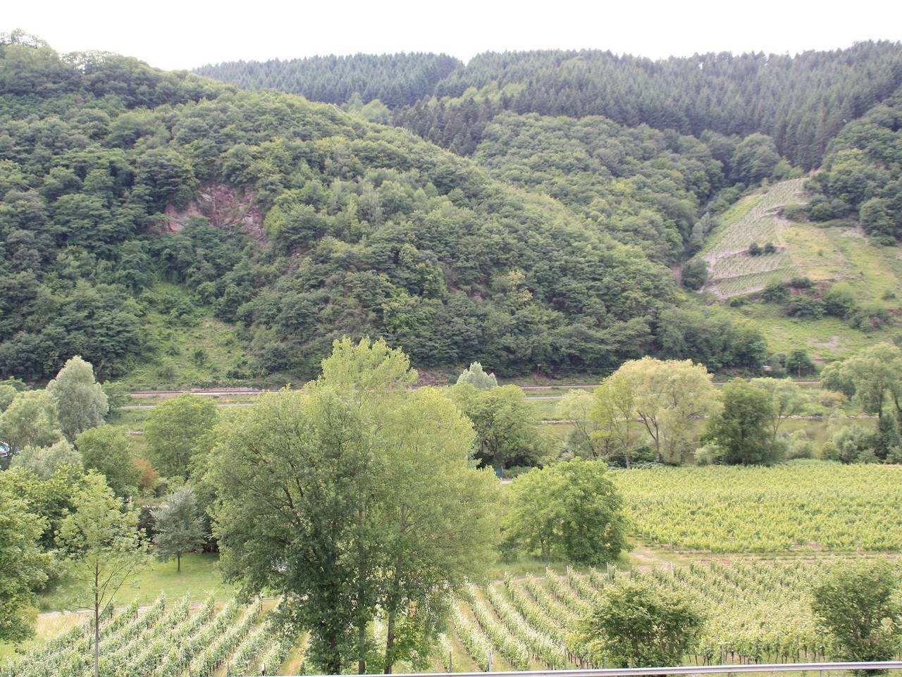 Gästehaus Sauer-Kettermann in Enkirch, Bernkastel-Kues & Umgebung