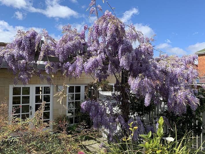 Location de vacances pour 5 personnes, avec jardin à Hobart - 3