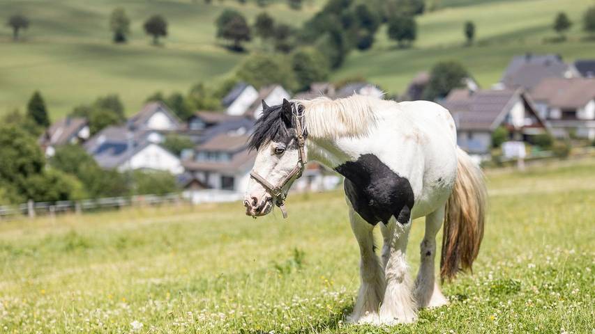 Bauernhof für 2 Personen, mit Terrasse und Garten im Sauerland