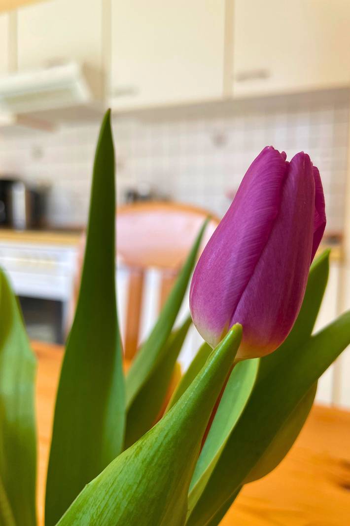 Ferienwohnung für 4 Personen, mit Terrasse und Garten in Dänschendorf - 4