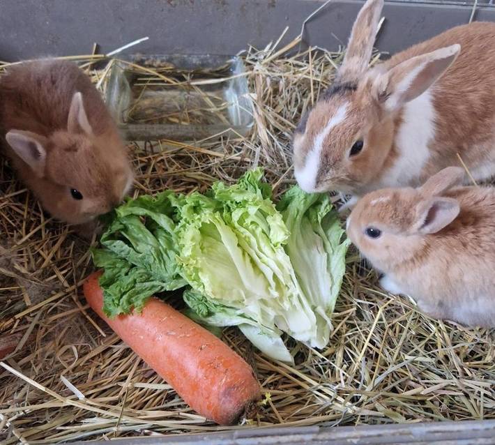 Maison de campagne pour 4 personnes, avec jardin et vue à Jouques - 3