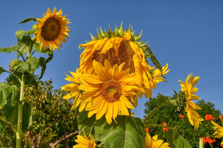 Finca für 3 Personen, mit Meerblick und Garten auf Madeira - 2
