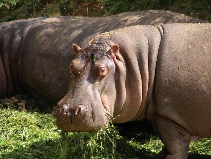 Casa rural para 10 personas, con jardín y piscina en Besaya - 4