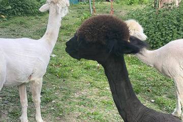 Mobile Home for 2 People in Plymouth, South West England, Photo 4