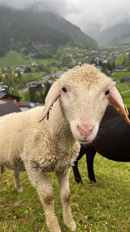 Bnb für 2 Personen, mit Balkon und Terrasse sowie Garten und Sauna in Silvretta Montafon - 4