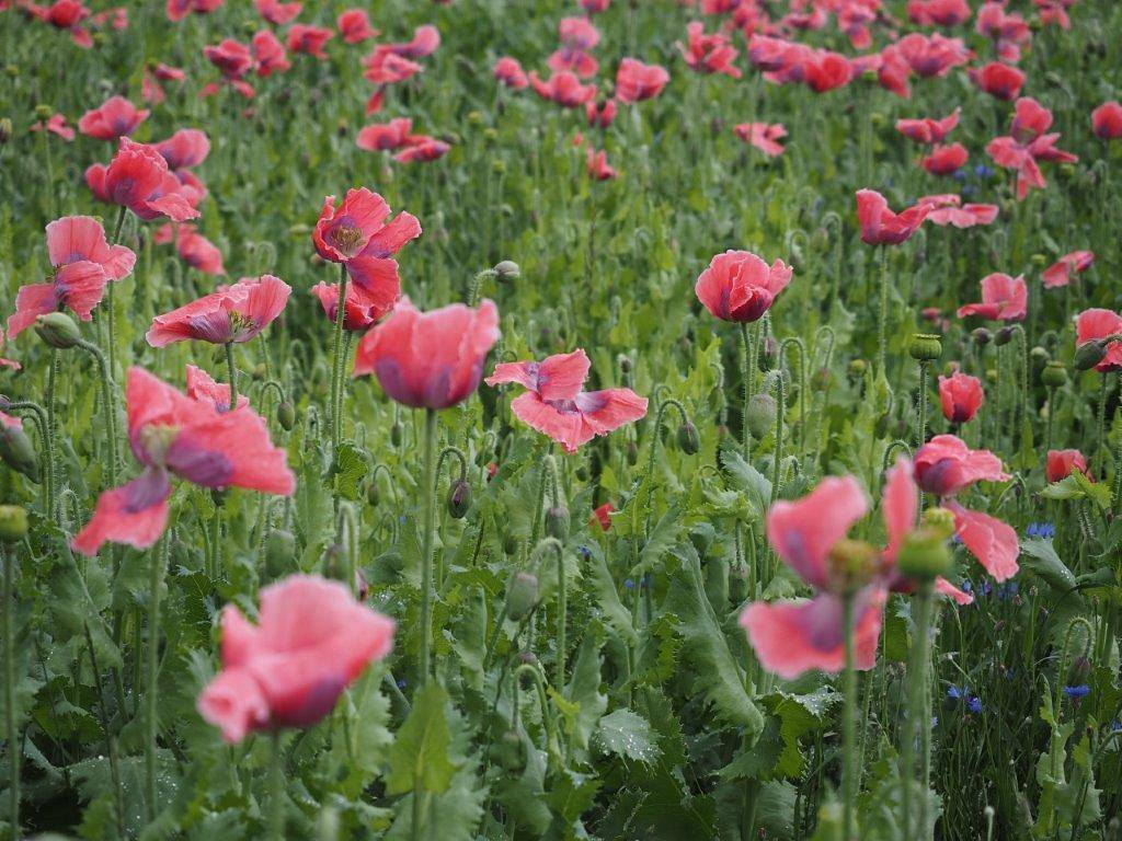 Ganze Ferienwohnung, Jutta´s Ferientraum - Jutta´s Ferientraum mit kostenfreiem Wlan in Bezirk Zwettl