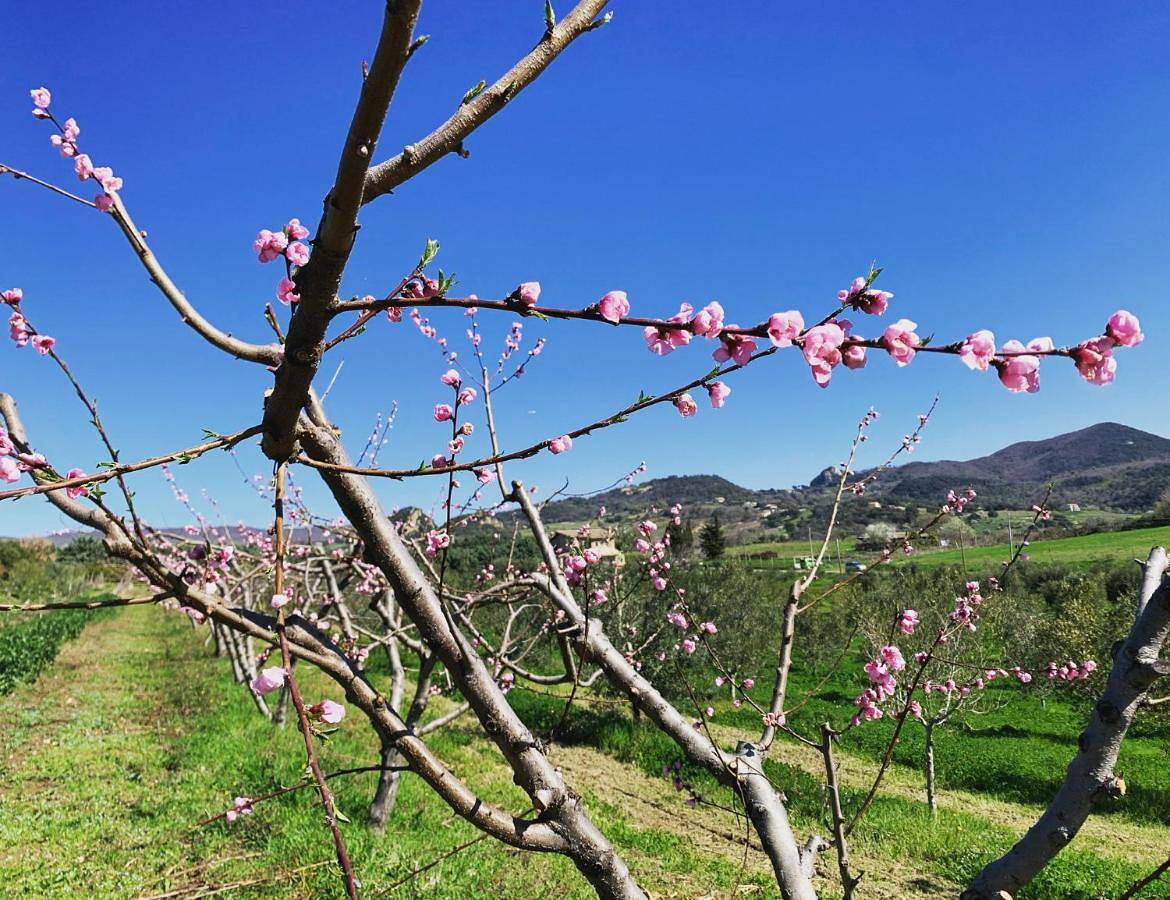 Double or Twin Room with Private Bathroom in Cerveteri, Provincia di Roma