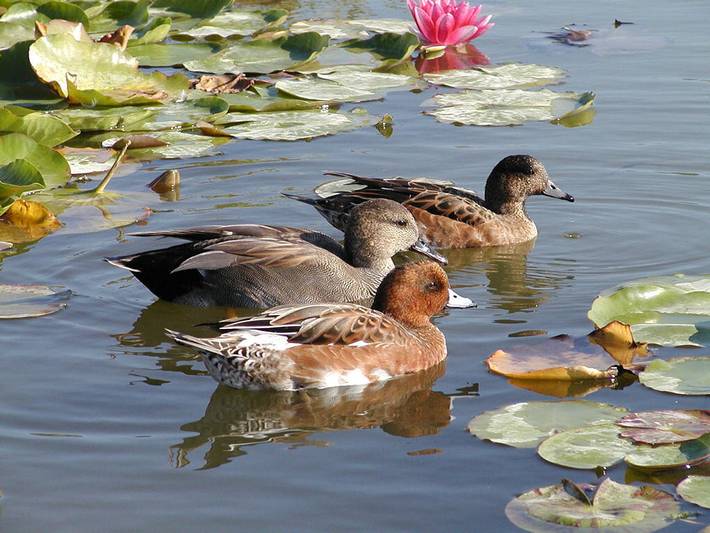 Chambre d’hôte pour 2 personnes, avec jardin en Charente-Maritime - 3