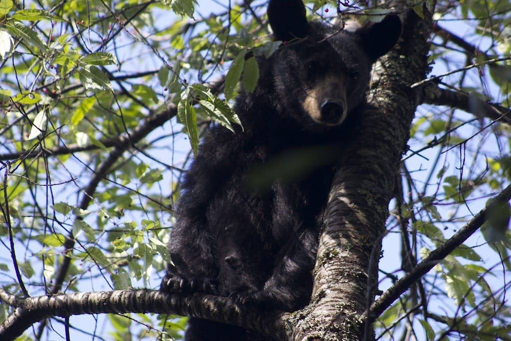 1 Meile von der Pkwy, 2 Meilen von der Laconte Conv. Zentrum, 10min. nach Dollywood in Sevier County