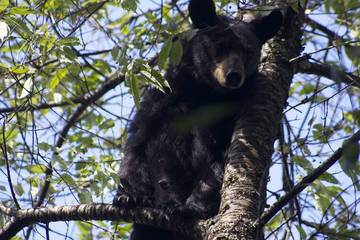 Barn for 13 Guests in Great Smoky Mountains National Park, Tennessee, Picture 3