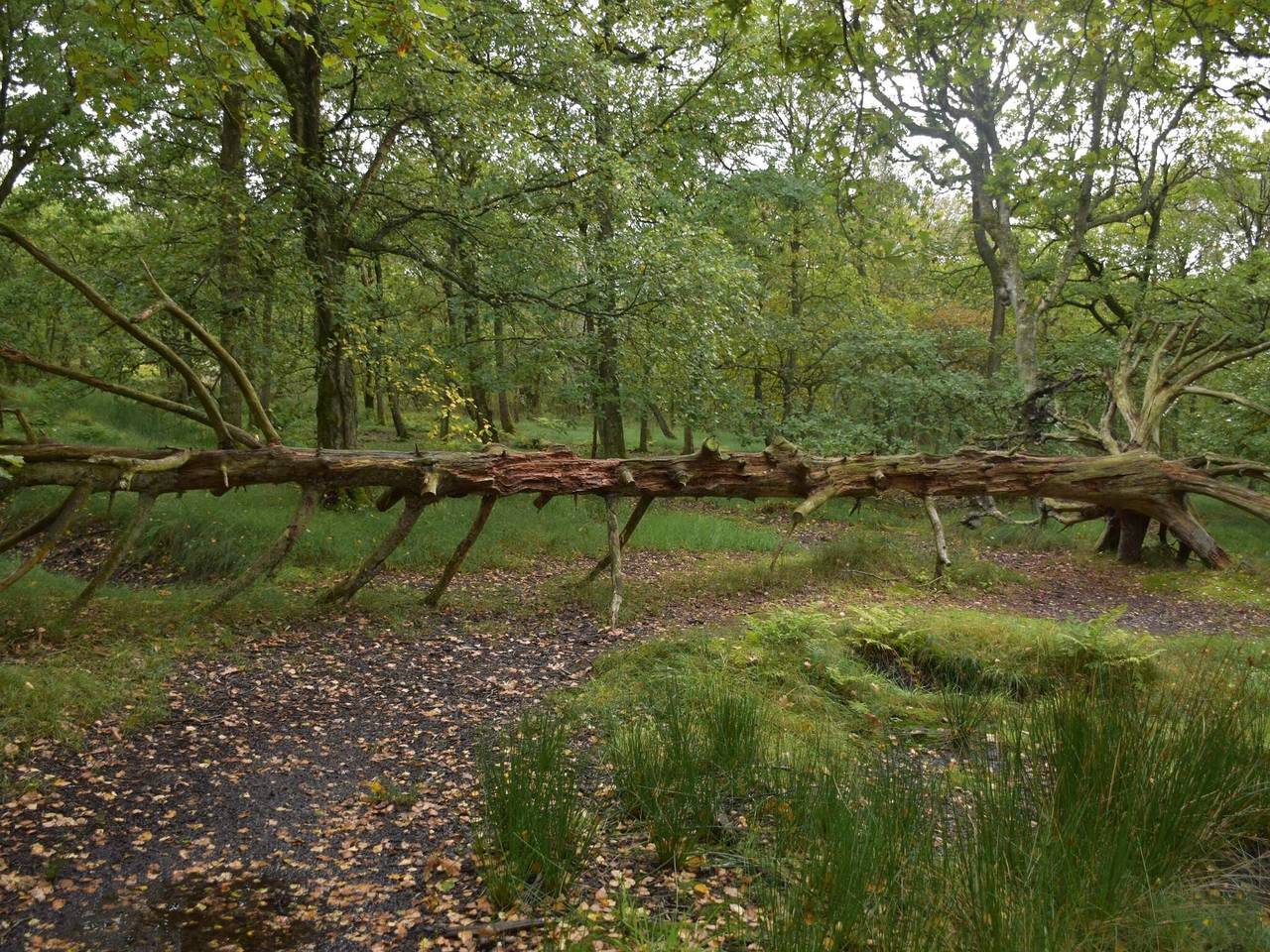 Entire apartment, 4 person holiday home in Fanø-By Traum in Nordby, Fanø