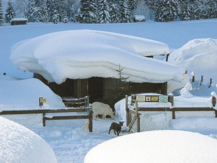 Ferienhaus für 6 Personen, mit Balkon und Garten in Bichlbach - 4