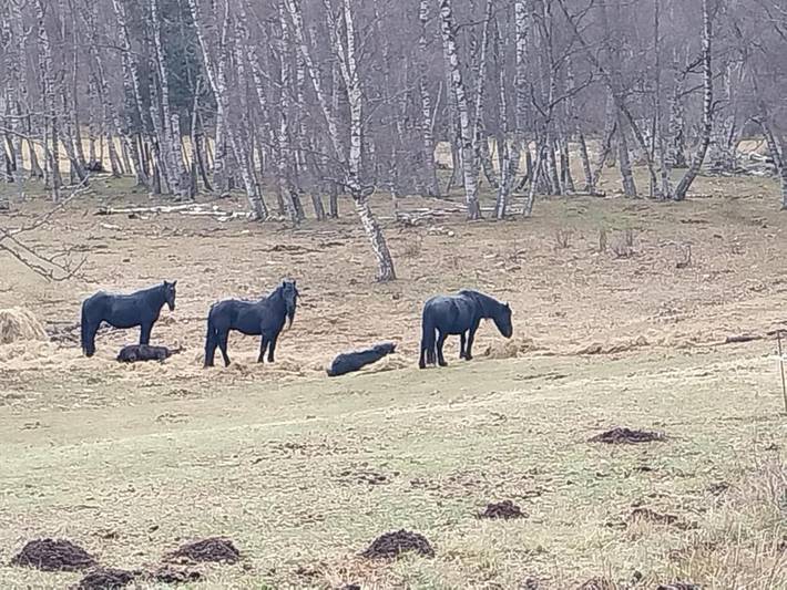 Gîte pour 7 personnes, avec vue et jardin, animaux acceptés à Porté-Puymorens - 3