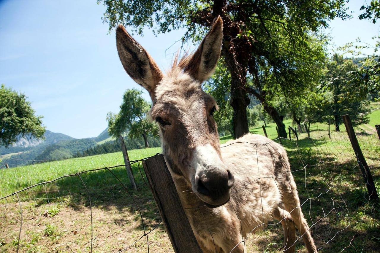 Glamping Savinja in Karawanken und Bachergebirge, Untersteiermark