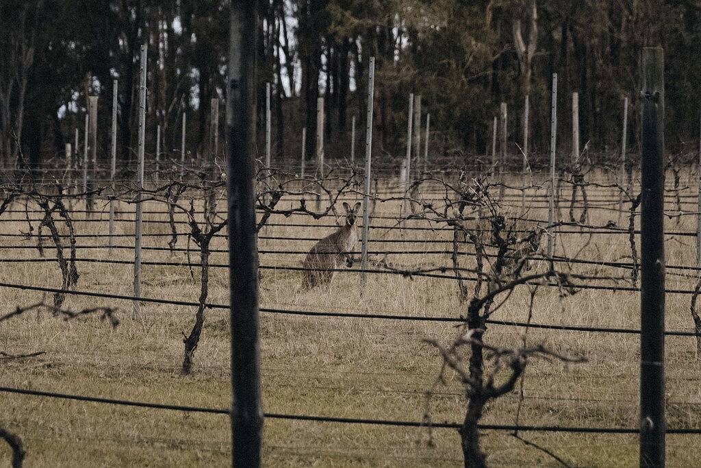 Maggies Farm Stay by Tiny Away in Hunter Valley