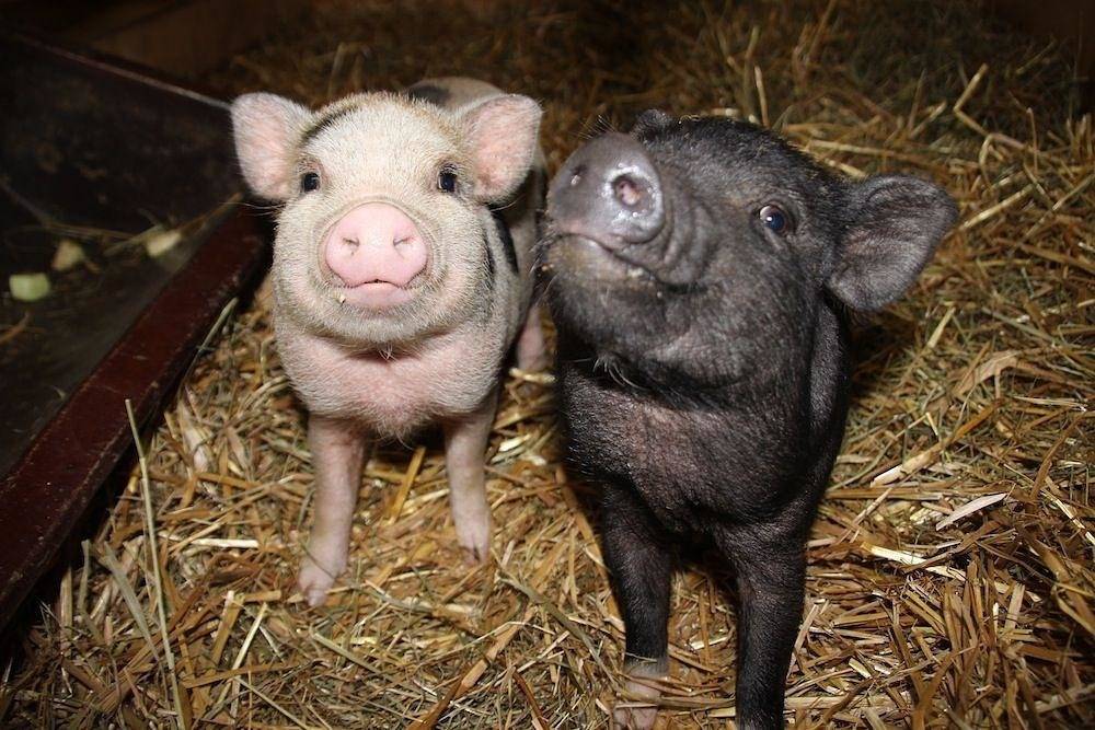 Ganze Ferienwohnung, Ferienhof Gerda - Ferienwohnung Sternenhimmel in St. Georgen, Mittlerer Schwarzwald