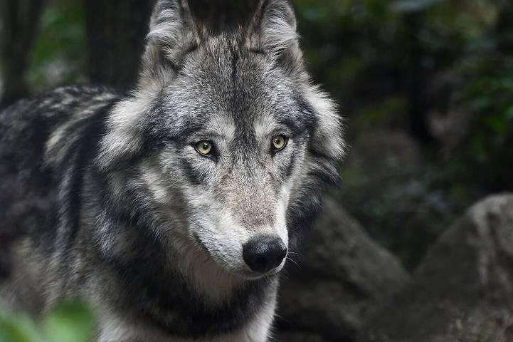 Ganze Wohnung, Ferienwohnung am Tierpark Sababurg: Dornröschenstube in Hofgeismar, Landkreis Kassel