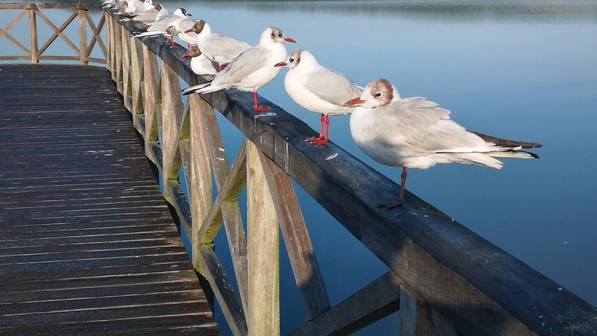 Bungalow für 2 Personen, mit Terrasse in Binz - 3