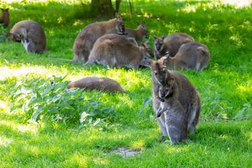 Vakantieappartement voor 4 Personen in Vrouwenpolder, Zeeuwse Kust, Afbeelding 4