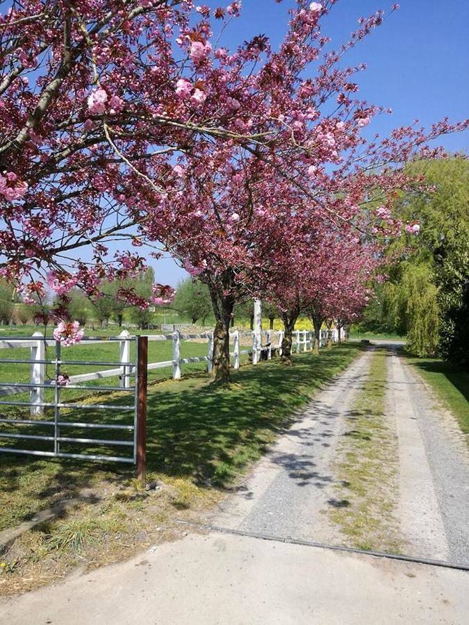 Gîte pour 7 personnes, avec jardin et vue à Zonnebeke - 2
