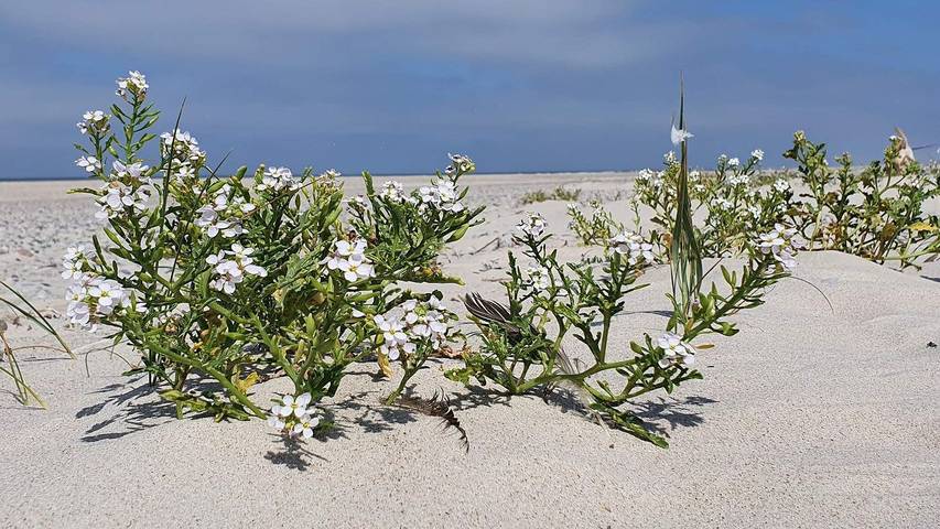 Ferienhaus für 11 Personen, mit Sauna und Pool sowie Terrasse, mit Haustier in Henne Strand - 2