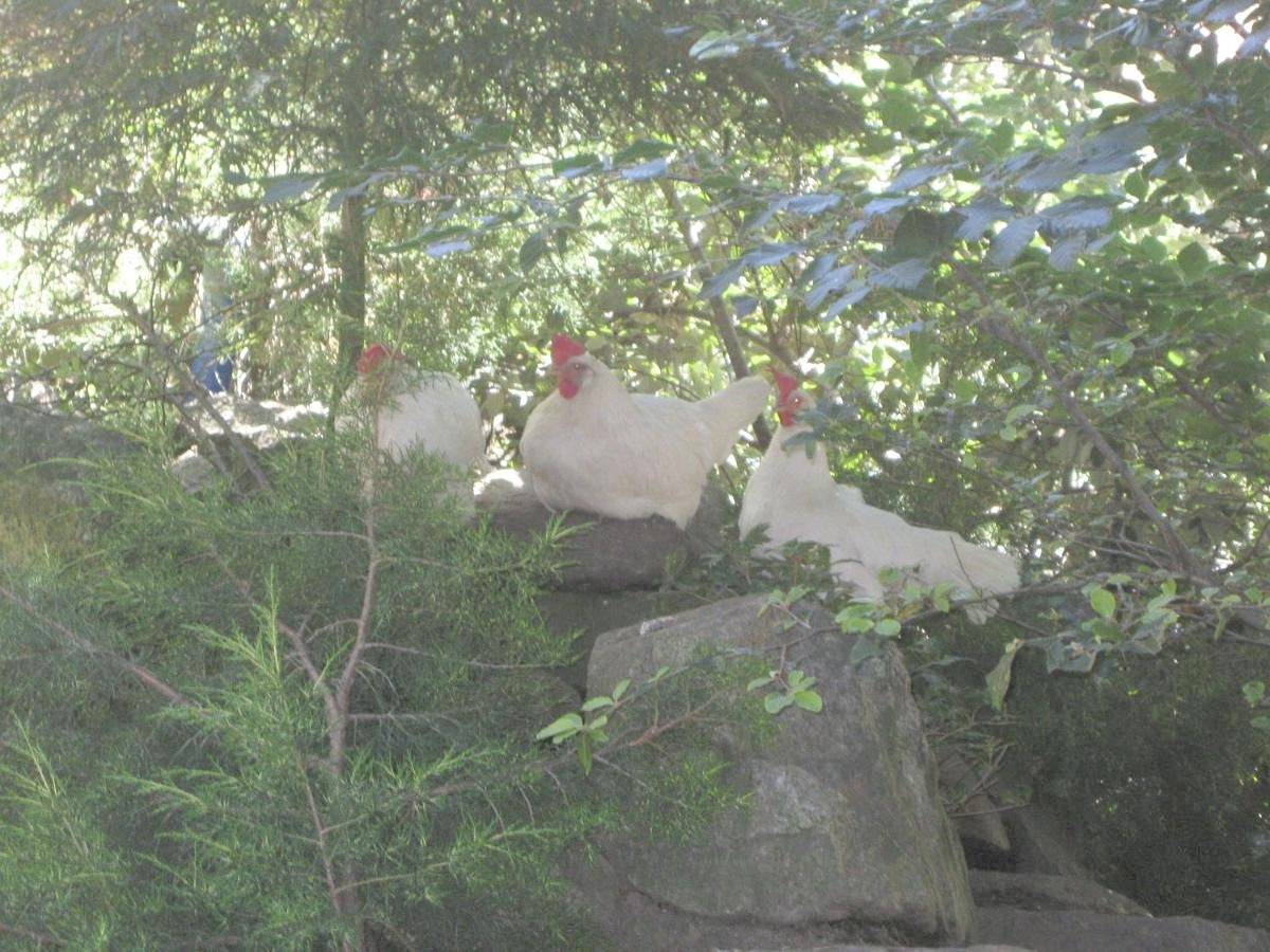Hotel Rural Los Frutales in Cercedilla, Puerto de Navacerrada