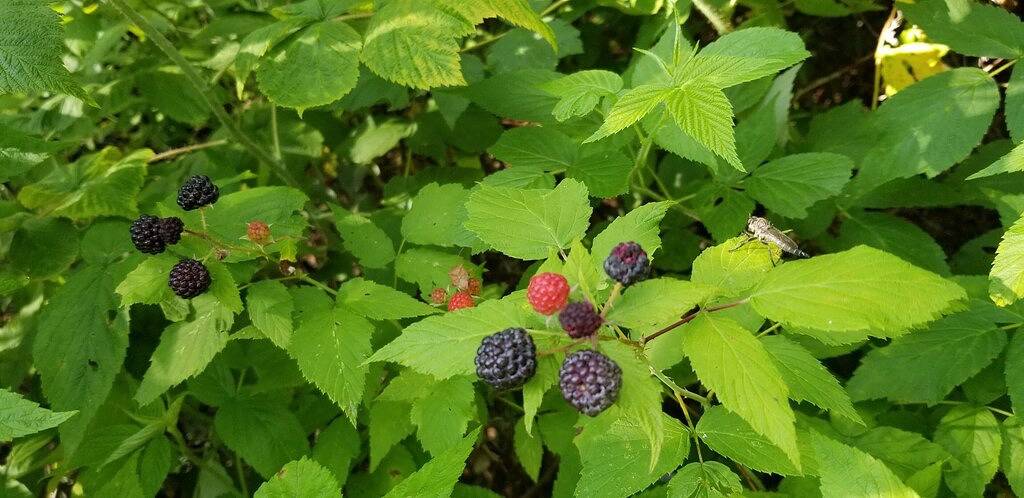 Bluebelle Tiny House in the 'Hundred Acre Woods'! in Adams County (WI)