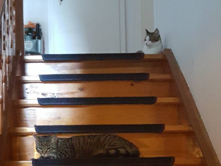 Pension für 3 Personen, mit Garten, kinderfreundlich in Piding - 4