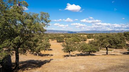 Casa Rural para 12 Personas en Torrecampo, Sierra Morena, Foto 4