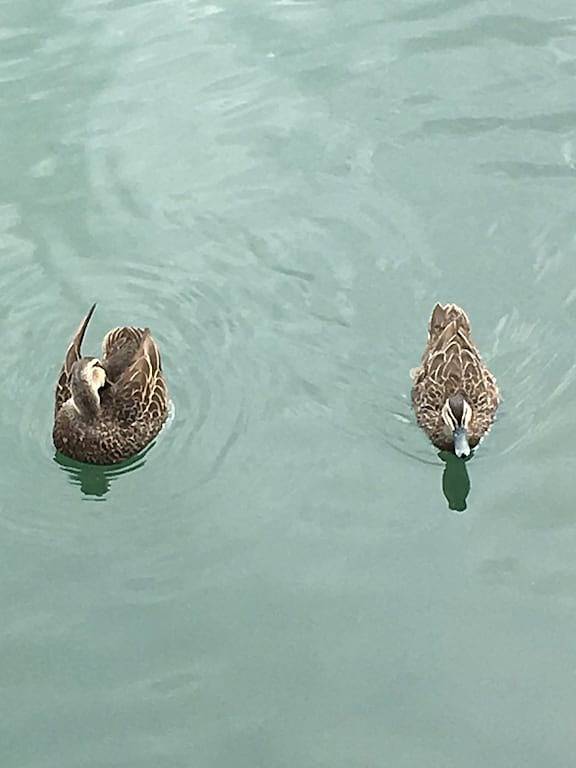 Waterfront Luxury Living in diesem gut ausgestatteten und wunderschön gepflegten Haus! in Mandurah, Western Australia
